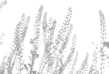 The shadow of the field grass on the white wall. A black and white image to overlay on a photo or mockup