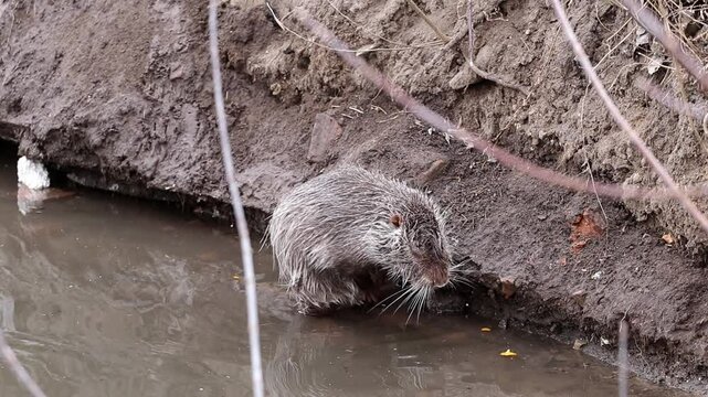Adult nutria wash near pond. Water rat, nutria washing its muzzle on lake.