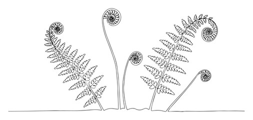 botanical line vector of ferns unfolding, nature growth symbol in minimal style