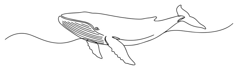 one line vector sketch of a whale, minimalist marine animal illustration