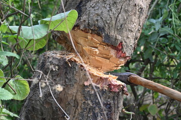 Tree being cut down with an axe. Wood is being cut for fuel in an Indian village. Indian village cutting wood from his hand with the help of axe.