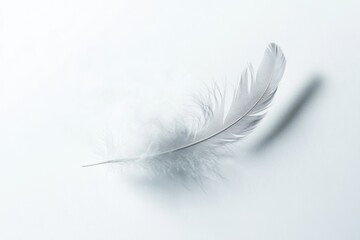 Obraz premium A delicate white feather lies gently on a textured white surface, casting a soft, diffused shadow, creating a minimalist and serene composition.