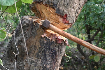 Tree being cut down with an axe. Wood is being cut for fuel in an Indian village. Indian village cutting wood from his hand with the help of axe.