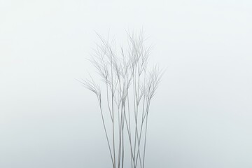 Misty, delicate plant cluster