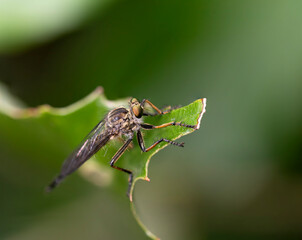 葉に止まるナミマガリケムシヒキ
