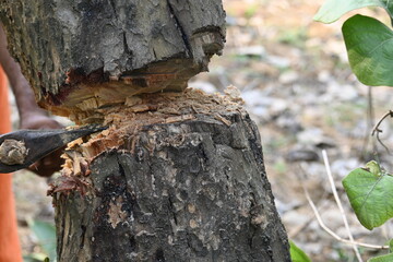 Tree being cut down with an axe. Wood is being cut for fuel in an Indian village. Indian village cutting wood from his hand with the help of axe.