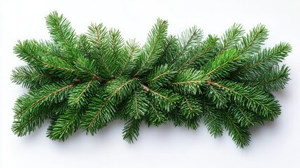 Obraz premium Fresh evergreen sprigs arranged in a horizontal row