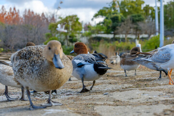冬の公園に集うヒドリガモたち