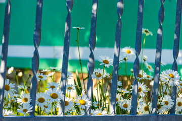 A vibrant image of white daisies with yellow centers growing behind a twisted metal fence. The...