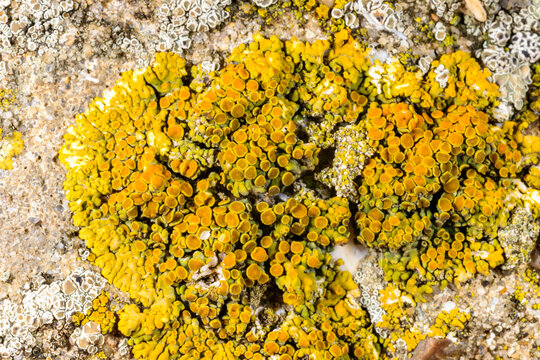 Caloplaca, Xanthoria and other different types of crustose lichen species on a concrete wall and stones near the Black Sea