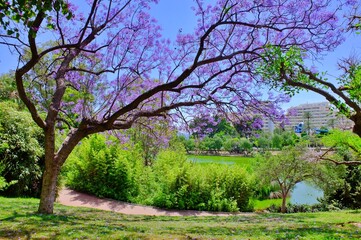 Parque de la Paloma Jacaranda tree