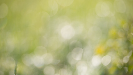 Green blurry background on a sunny day.