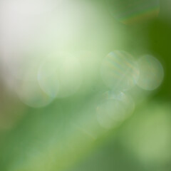 Green blurry background on a sunny day.