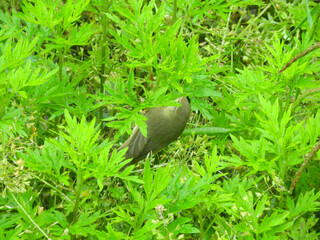 natural phylloscopus collybita bird photo