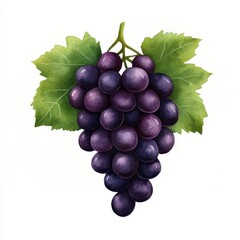 Fototapeta premium Watercolor Painting of Dark Purple Grapes with Green Leaves