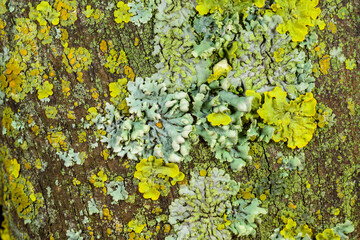 Different types of lithophilic crustose lichens growing on coastal rocks near the Black Sea