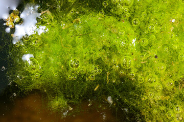Oxygen synthesis in a reservoir, Green filamentous algae in a lake in the light release oxygen and saturate the water with air bubbles