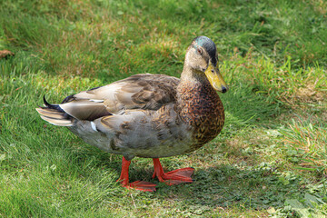 Duck, a large brown duck standing in the grass.