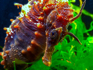 Side view of a male, Long-snouted seahorse Hippocampus hippocampus hiding among green algae near the shore, Black Sea