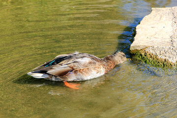 A waterfowl duck bathes in a pond and looks for food under a stone.