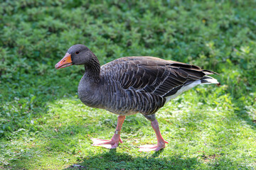 A goose with grey feathers walks and strolls.