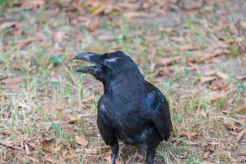 地面に立つハシブトガラスの横顔