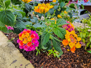 Lantana Camara Flower Indonesians call it chicken Tick Flower. Close-up of colorful flowers in the garden