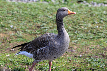 A gray goose walks, strolls on a green background.
