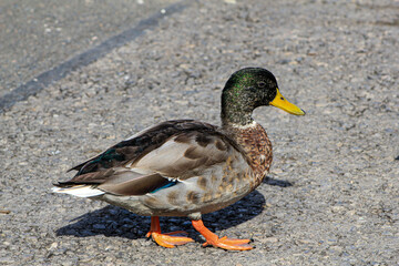 Duck, a common brown duck, is walking along the road.