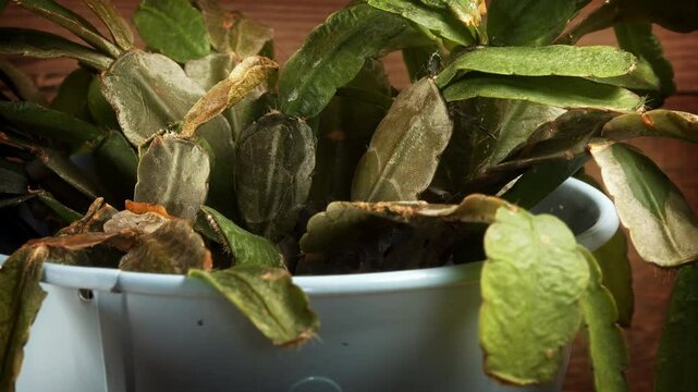 Easter cactus plant leaves extreme close up stock footage
