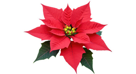 Isolated Red Poinsettia Flower