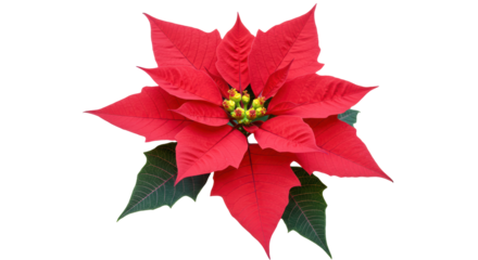 Isolated Red Poinsettia Flower