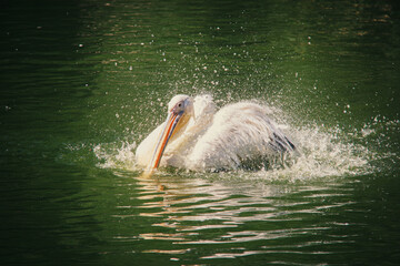 Pelican in water