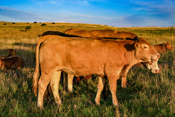 Cow portrait, cows on the pasture in summer