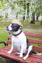 A dog in a military cap sits under a blooming apple tree