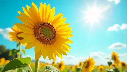 Obraz premium Vibrant Yellow Sunflower Blooming in Sunny Field Under Blue Sky