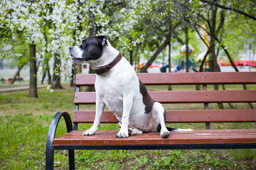 A dog sits on a park bench under a blooming apple tree