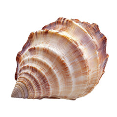 Obraz premium Conch shell, detailed close-up