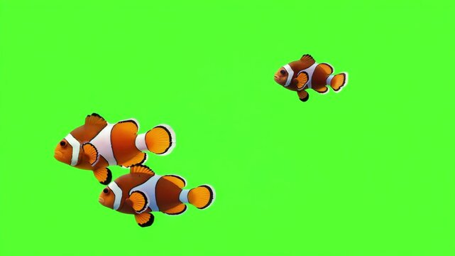 Group of clownfish swimming on green screen background