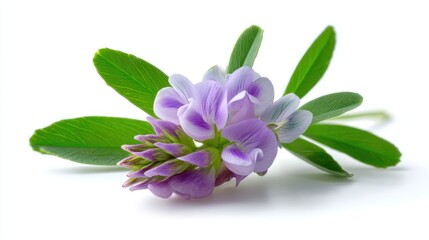 Close-Up of Alfalfa Flower with Light Violet Petals and Green Leaves Isolated on White Background &ndash; Botanical Herb for Health and Wellness