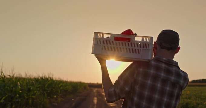 Farmer carrying a crate of fresh red bell peppers through a field at sunset, walking along a rural dirt path in warm evening light
