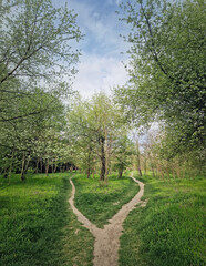 Split footpath in the forest, choosing the right way concept. Idyllic spring rural landscape with two distinct dirt trails in the nature leading unknown destinations. Forked path and decision making