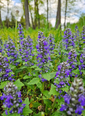 Obraz premium Close-up Ajuga genevensis or Geneva Bugleweed blooming with vibrant purple blue flowers arranged in elongated spikes. The green leaves provide a lush contrast of seasonal charm