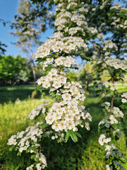 Close-up of hawthorn flowers in bloom. Crataegus white blossoms with pink stamens, clustered on the shrub branches over green spring nature background.