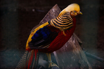 red and yellow Pheasant