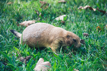 Prairie dog