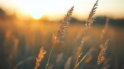 Close Up of Dew Drops on Blades of Grass at Sunset