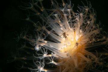 Veretillum is a genus in the family Veretillidae. The genus contains bioluminescent species.
