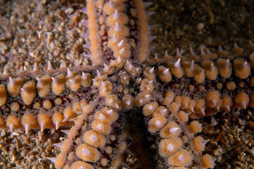 Marthasterias glacialis in impressive underwater landscape close-up