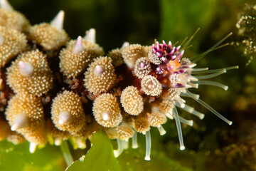 Marthasterias glacialis in impressive underwater landscape close-up